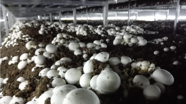 黑龙江：穆棱市高品质双孢菇畅销海外 
