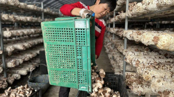 江蘇：泰州市30萬(wàn)棒頭茬香菇喜獲豐收