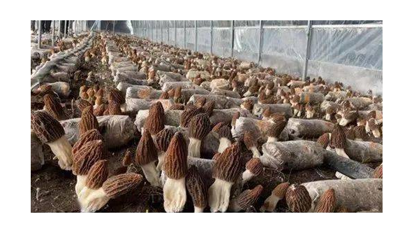 黑龙江：亩产3000斤的羊肚菌基地播种完毕 期待再丰收