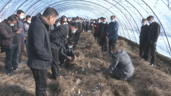 内蒙古：突泉县成功举办食用菌栽培技术现场观摩学习交流会