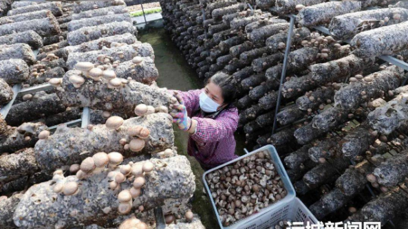 山西：万荣县2000万棒香菇进入二茬采摘期