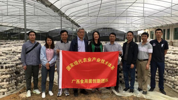 广西：食用菌创新团队专家组赴桂林开展食用菌产业调研指导