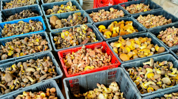 云南：今年南涧县可食用野生菌销售收入已达9000万元