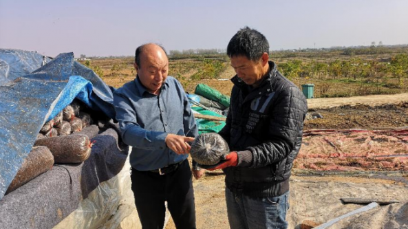 安徽：“中国好人”“蘑菇大王”丁伦保深入农村 指导村民科技化种植食用菌