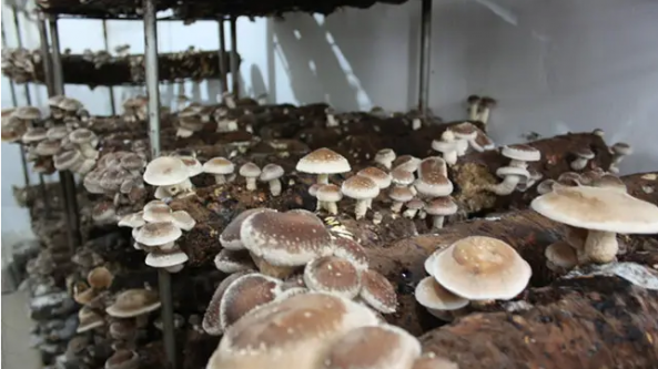 青海：食用菌年產量突破7200噸 羊肚菌等食用菌遠銷北上廣深?