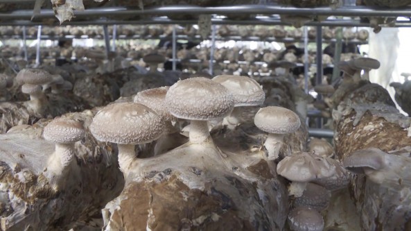 湖北：鄖西縣促進食用菌產(chǎn)業(yè)優(yōu)質(zhì)高效發(fā)展