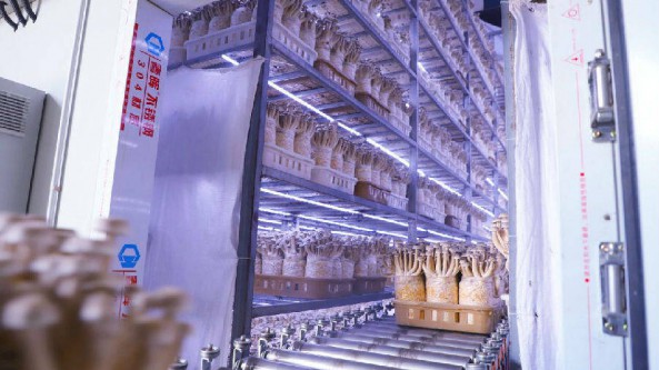 江蘇：睢寧縣姚集鎮食用菌產業與綠色生態齊發展