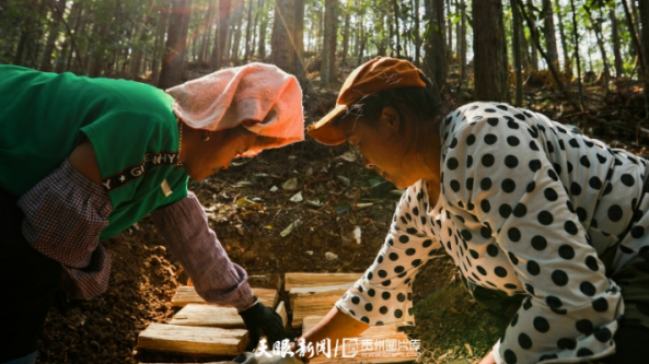 贵州：剑河县林下种植天麻 拓宽致富路