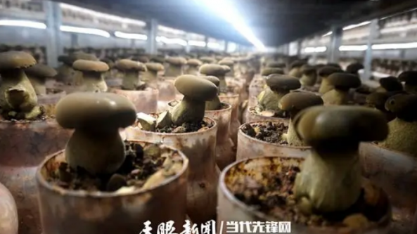 贵州贞丰县：日产6.5吨 黑牛肝菌工厂化突显现代菌业“科技范”