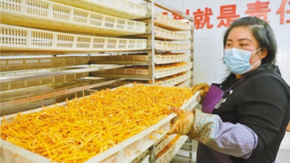 內蒙古：突泉縣年產1000噸鮮蟲草花 助力鄉村振興