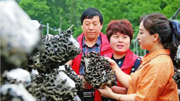 “木耳大王”余之超 帶動全村產(chǎn)業(yè)發(fā)展