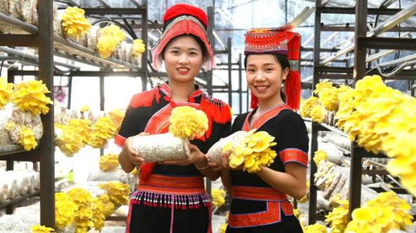 广西：金秀县食用菌产业发展迅速 助力当地乡村振兴