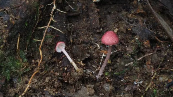 福建：武夷山国家公园发现两个蘑菇新物种