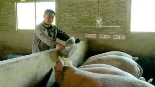 贵州：瓮安县灵芝产业与传统养猪业齐发展 助力乡村振兴