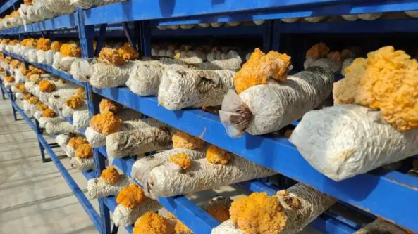 山西：阳高县重点发展金耳和大球盖菇 已成当地增收致富支柱产业