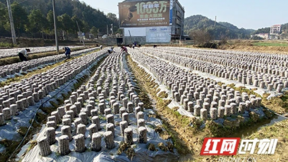 湖南：横山县黑木耳产业兴旺 铺就致富路