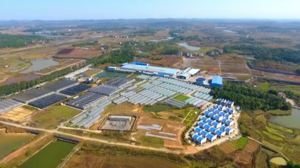 湖南：东安县双孢菇产业化发展 助力乡村振兴