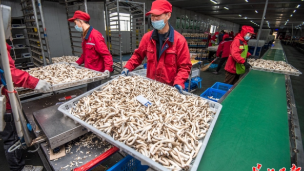 湖北： 武漢首次實現鹿茸菇工廠化生產