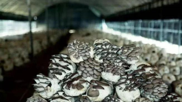 江苏：”射阳平菇”商标成功获批 成为全省首个平菇类国家地理标志证明商标