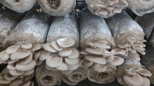 广西：象州县秀珍菇丰收 “抢鲜”上市