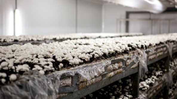 西班牙：多家食用菌农场由亏损转为盈利模式