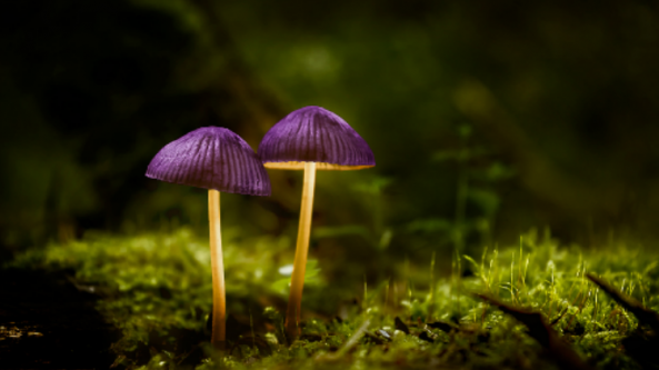 英國：研究人員發現致幻蘑菇中的裸頭草堿成分能緩解重度抑郁