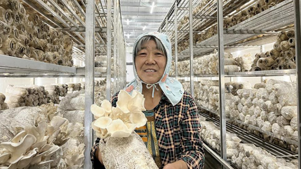 内蒙古：鄂尔多斯市种植平菇 带动当地经济发展