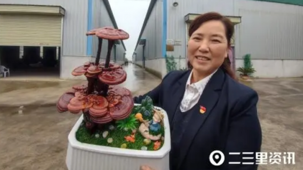 陜西：寶雞市靈芝盆景能吃能當擺件 市場前景廣闊