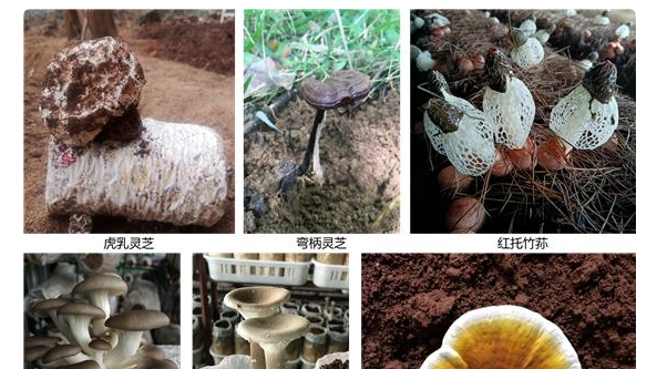 海南：中國熱科院創建食用菌生態循環模式 可令企業產能提升6至8倍