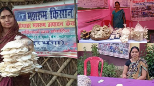 印度：年利润1千万卢比 比哈尔邦妇女通过种植食用菌 带领村民走上致富路