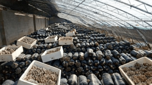 北京：5大區12個平菇高效示范點 畝產又創新紀錄?