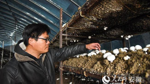 安徽：泗縣食用菌產業發展良好 市場前景廣闊