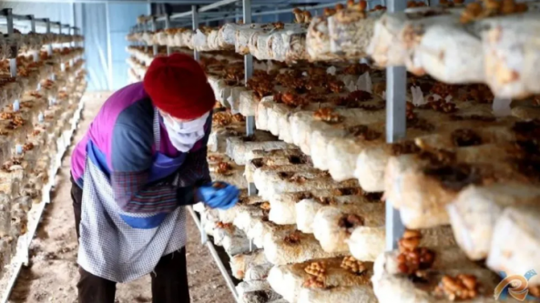 甘肃：华池县发展反季节食用菌特色产业 菌菇出口至多个国家