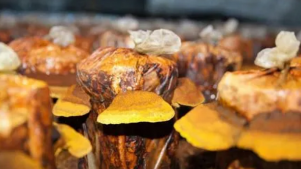 湖北農業科學院加工所食用菌團隊發現桑黃多糖可調節腸道菌群來增強免疫系統