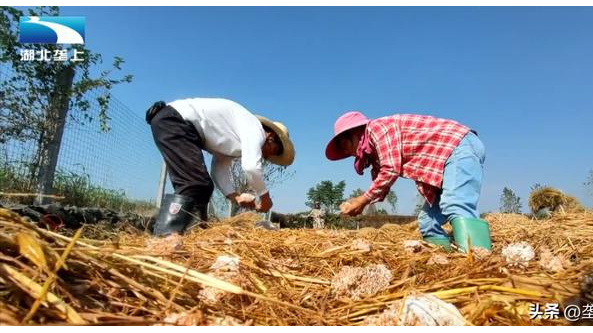 湖北：仙桃市大球蓋菇生產基地成全省“稻-菇”輪作示范點