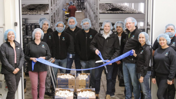 美国：South Mill Champs食用菌公司新建现代化双孢菇工厂迎来首次丰收