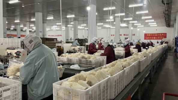 江苏：南京金针菇生产基地“农超对接” 打造双向流通助力乡村振兴