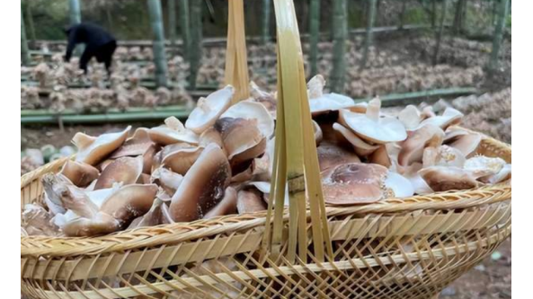 四川：馬桑菌種植成合江縣富民產業