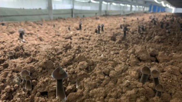 山西：长子县以科技赋能促进黑皮鸡枞菌产业高质量发展