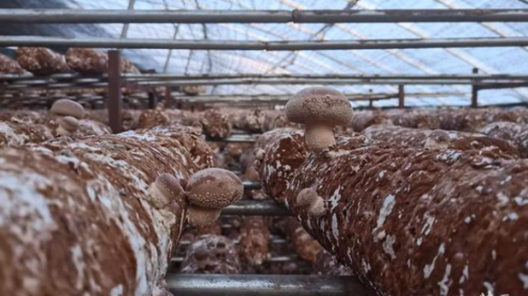河北：年产量达1000万公斤 迁西县香菇产业发展越来越好