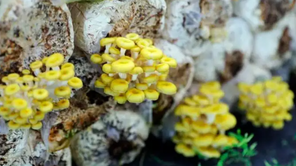內蒙古呼倫貝爾：阿榮旗大力發展食用菌產業 促進當地村民就業增收