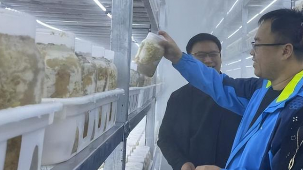 山东：国家食用菌产业技术体系济南试验站赴东营开展技术服务工作