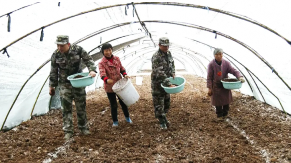 四川：正值羊肚菌种植季 村民播种忙