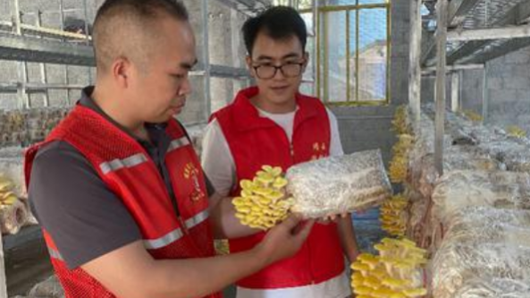 廣西靖西：念篤村發展榆黃蘑特色產業 助推鄉村全面振興