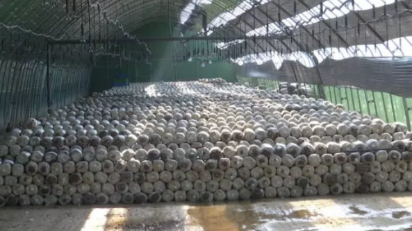 甘肃：合水县发展食用菌产业 助力乡村振兴