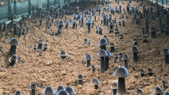 广西：全省首个黑皮鸡枞菌试验基地喜获丰收