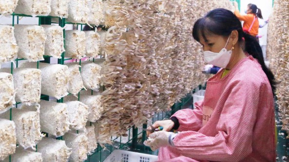 福建：龙岩市红坊镇发展秀珍菇产业 拓宽致富路