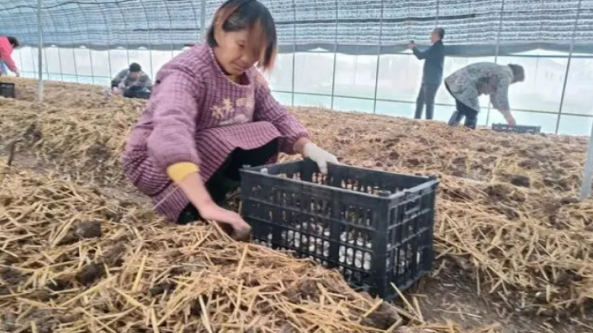 河南漯河市：臨潁縣積極發展食用菌產業 帶領群眾增收致富