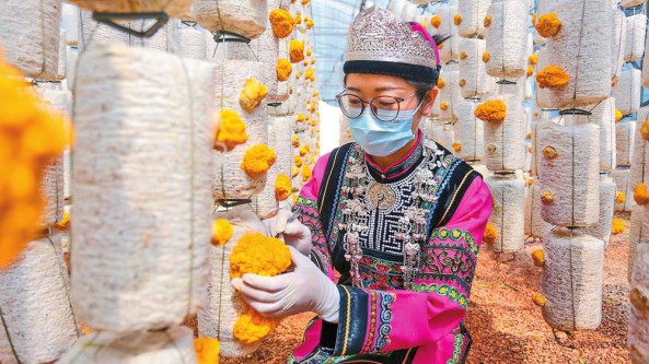 云南：石林县食用菌产业发展迅速 鲜菇采摘后1天内送达“北上广”市民餐桌