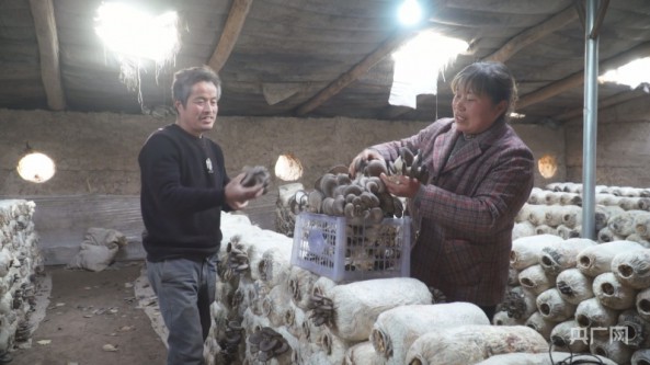 新疆：温宿县夫妻俩靠种植平菇实现致富梦